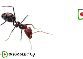 വീട്ടിൽ ഉറുമ്പിനെ കൊണ്ട് പൊറുതിമുട്ടിയോ? ഓടിക്കാൻ എളുപ്പവഴികൾ