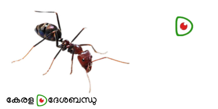 വീട്ടിൽ ഉറുമ്പിനെ കൊണ്ട് പൊറുതിമുട്ടിയോ? ഓടിക്കാൻ എളുപ്പവഴികൾ