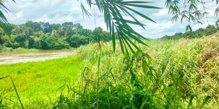 മാന്നാർ: പമ്പാതീരം കാടുകയറി. പാഴ്സസ്യങ്ങളും വിഷപാമ്പു ശല്യവും ജനജീവിതത്തിനു ഭീഷണിയായി.