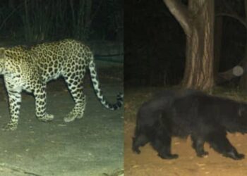 തീര്‍ത്ഥാടകര്‍ക്ക് കര്‍ശന മുന്നറിയിപ്പുമായി അധികൃതര്‍; തിരുപ്പതിയെ ഭീതിയിലാഴ്ത്തി വീണ്ടും പുലിയും കരടിയും,