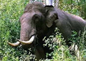 വയനാട്ട് കാട്ടാനയുടെ ആക്രമണത്തിൽ തോട്ടം തൊഴിലാളിക്ക് ദാരുണാന്ത്യം