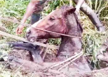 മൂ​ടി​യി​ല്ലാ​ത്ത കി​ണ​റ്റി​ല്‍ വീ​ണ് കു​തി​ര​ക്ക്​ പ​രി​ക്ക്.