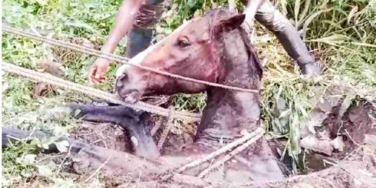 മൂ​ടി​യി​ല്ലാ​ത്ത കി​ണ​റ്റി​ല്‍ വീ​ണ് കു​തി​ര​ക്ക്​ പ​രി​ക്ക്.