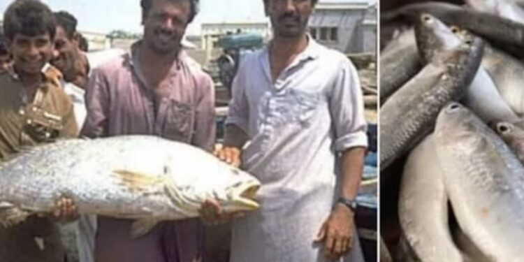 മീൻപിടുത്തക്കാർക്ക് ലഭിച്ചത് അത്യപൂര്‍വ മത്സ്യം, വില ഒന്നിന് 70 ലക്ഷം; ഒറ്റരാത്രി കൊണ്ട് കോടീശ്വരന്മാരായി