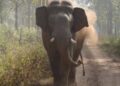 വയനാട്ടില് വന്യമൃഗശല്യം അതിരൂക്ഷമാകുന്നു