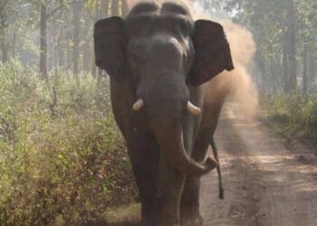 വയനാട്ടില് വന്യമൃഗശല്യം അതിരൂക്ഷമാകുന്നു