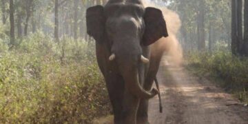 വയനാട്ടില്‍ വന്യമൃഗശല്യം അതിരൂക്ഷമാകുന്നു