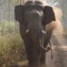 വയനാട്ടില്‍ വന്യമൃഗശല്യം അതിരൂക്ഷമാകുന്നു