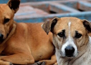 സുപ്രധാന വിധിയുമായി പഞ്ചാബ്-ഹരിയാന ഹൈക്കോടതി; നായ കടിച്ചാല് ഓരോ പല്ലിന്റെ അടയാളത്തിനും 10,000 രൂപ നല്കണം