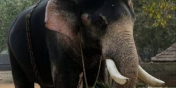 ഉത്സവപ്രേമികൾ ആശങ്കയിൽ;നാട്ടാനകളെ കിട്ടാനില്ല