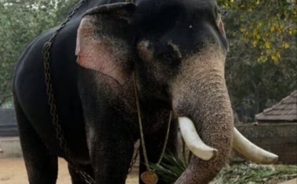 ഉത്സവപ്രേമികൾ ആശങ്കയിൽ;നാട്ടാനകളെ കിട്ടാനില്ല