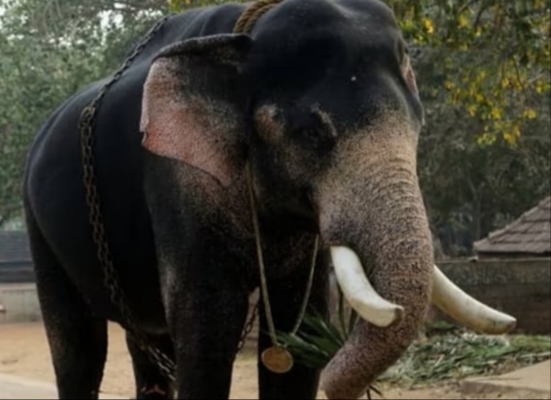 ഉത്സവപ്രേമികൾ ആശങ്കയിൽ;നാട്ടാനകളെ കിട്ടാനില്ല