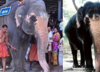 ഗുരുവായൂര്‍ ദേവസ്വം പുന്നത്തൂര്‍ ആനക്കോട്ടയിലെ; ആന മുത്തശ്ശി ചരിഞ്ഞു