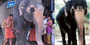 ഗുരുവായൂര്‍ ദേവസ്വം പുന്നത്തൂര്‍ ആനക്കോട്ടയിലെ; ആന മുത്തശ്ശി ചരിഞ്ഞു