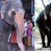 ഗുരുവായൂര്‍ ദേവസ്വം പുന്നത്തൂര്‍ ആനക്കോട്ടയിലെ; ആന മുത്തശ്ശി ചരിഞ്ഞു