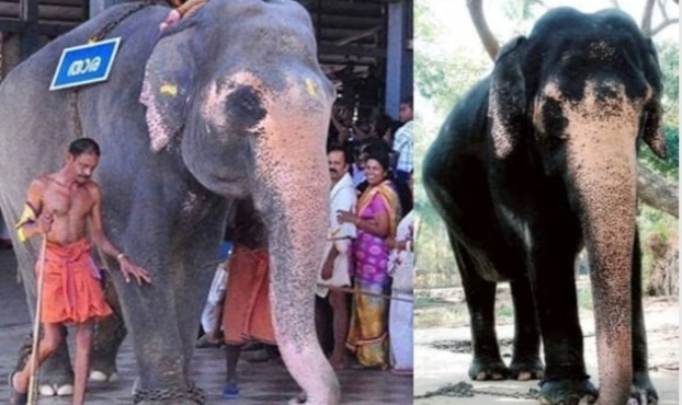ഗുരുവായൂര്‍ ദേവസ്വം പുന്നത്തൂര്‍ ആനക്കോട്ടയിലെ; ആന മുത്തശ്ശി ചരിഞ്ഞു