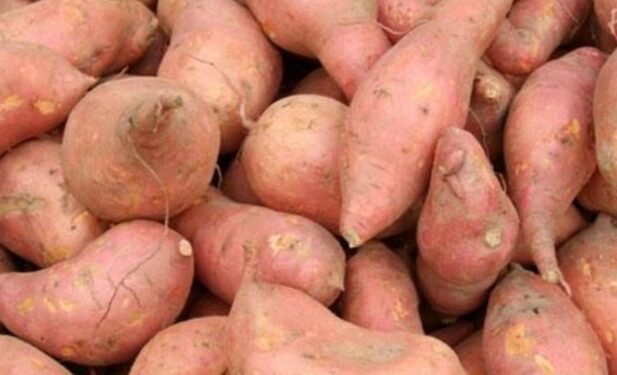 ധാരാളം പോഷകഗുണങ്ങള്‍ അടങ്ങിയ കിഴങ്ങുകളിലൊന്നാണ്; മധുരക്കിഴങ്ങ്