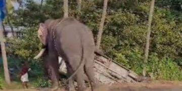 ലോറിയിൽ നിന്നും ഇറക്കുന്നതിനിടെ ആന ഇടഞ്ഞു; കാറും രണ്ട് ടെംപോ ട്രാവലറും തകർത്ത്