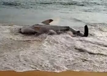 തിരുവനന്തപുരത്ത് സൗത്ത് തുമ്പയിൽ തിമിംഗില സ്രാവ് കരക്കടഞ്ഞു