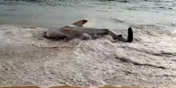 തിരുവനന്തപുരത്ത് സൗത്ത് തുമ്പയിൽ തിമിംഗില സ്രാവ് കരക്കടഞ്ഞു