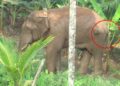 ത​ണ്ണീ​ർ​ക്കൊ​മ്പ​നെ ദൗ​ത്യ​സം​ഘം മ​യ​ക്കു​വെ​ടി വ​ച്ച് പി​ടി​കൂ​ടി; എ​ലി​ഫ​ന്‍റ് ആം​ബു​ല​ൻ​സിൽ ബന്ദിപ്പൂരിലേക്ക് മാറ്റും