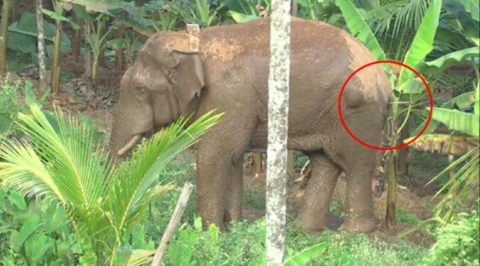 ത​ണ്ണീ​ർ​ക്കൊ​മ്പ​നെ ദൗ​ത്യ​സം​ഘം മ​യ​ക്കു​വെ​ടി വ​ച്ച് പി​ടി​കൂ​ടി; എ​ലി​ഫ​ന്‍റ് ആം​ബു​ല​ൻ​സിൽ ബന്ദിപ്പൂരിലേക്ക് മാറ്റും