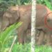 തണ്ണീർക്കൊമ്പനെ ദൗത്യസംഘം മയക്കുവെടി വച്ച് പിടികൂടി; എലിഫന്റ് ആംബുലൻസിൽ ബന്ദിപ്പൂരിലേക്ക് മാറ്റും
