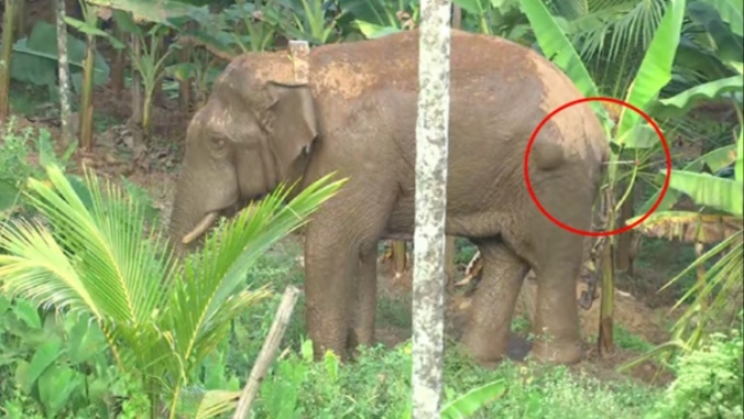 ത​ണ്ണീ​ർ​ക്കൊ​മ്പ​നെ ദൗ​ത്യ​സം​ഘം മ​യ​ക്കു​വെ​ടി വ​ച്ച് പി​ടി​കൂ​ടി; എ​ലി​ഫ​ന്‍റ് ആം​ബു​ല​ൻ​സിൽ ബന്ദിപ്പൂരിലേക്ക് മാറ്റും