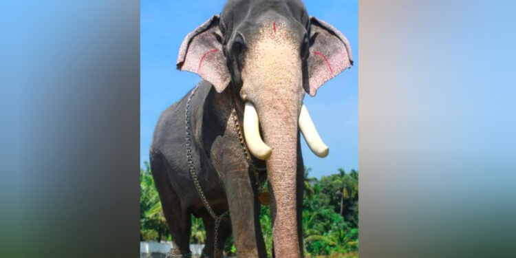 മംഗലാംകുന്ന് അയ്യപ്പൻ ചരിഞ്ഞു