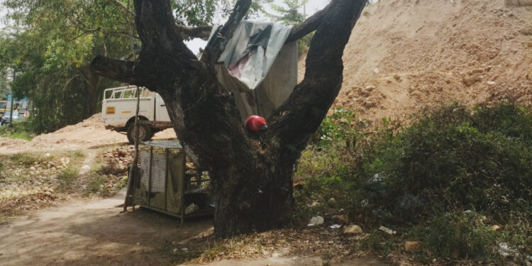 ദേശീയപാത വികസനത്തിന്‍റെ മറവിൽ മുറിച്ചുകടത്തിയ മരങ്ങളുടെ എണ്ണം തിട്ടപ്പെടുത്താനാവാതെ; ജില്ലാ കൃഷിത്തോട്ടം അധികൃതരും റവന്യു വകുപ്പും