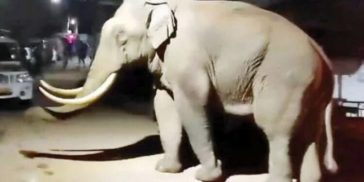 മൂന്നാറിൽ വീണ്ടും പടയപ്പയുടെ ആക്രമണം; ജാഗ്രതാ നിർദേശം