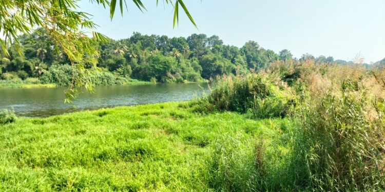 പമ്പാതീരം കാടുകയറി’ പാഴ്സസ്യങ്ങളും വിഷപാമ്പു ശല്യവും ജനജീവിതത്തിനു ഭീഷണിയായി; അധികൃതർ മൗനത്തിൽ