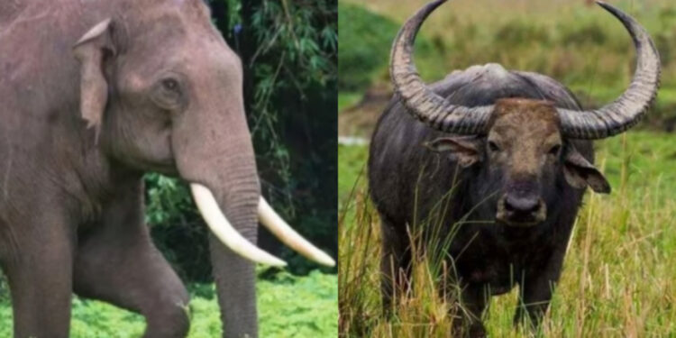 സംസ്ഥാനത്ത് വന്യജീവി ആക്രമണത്തില്‍; രണ്ട് പേര്‍ കൂടി മരിച്ചു