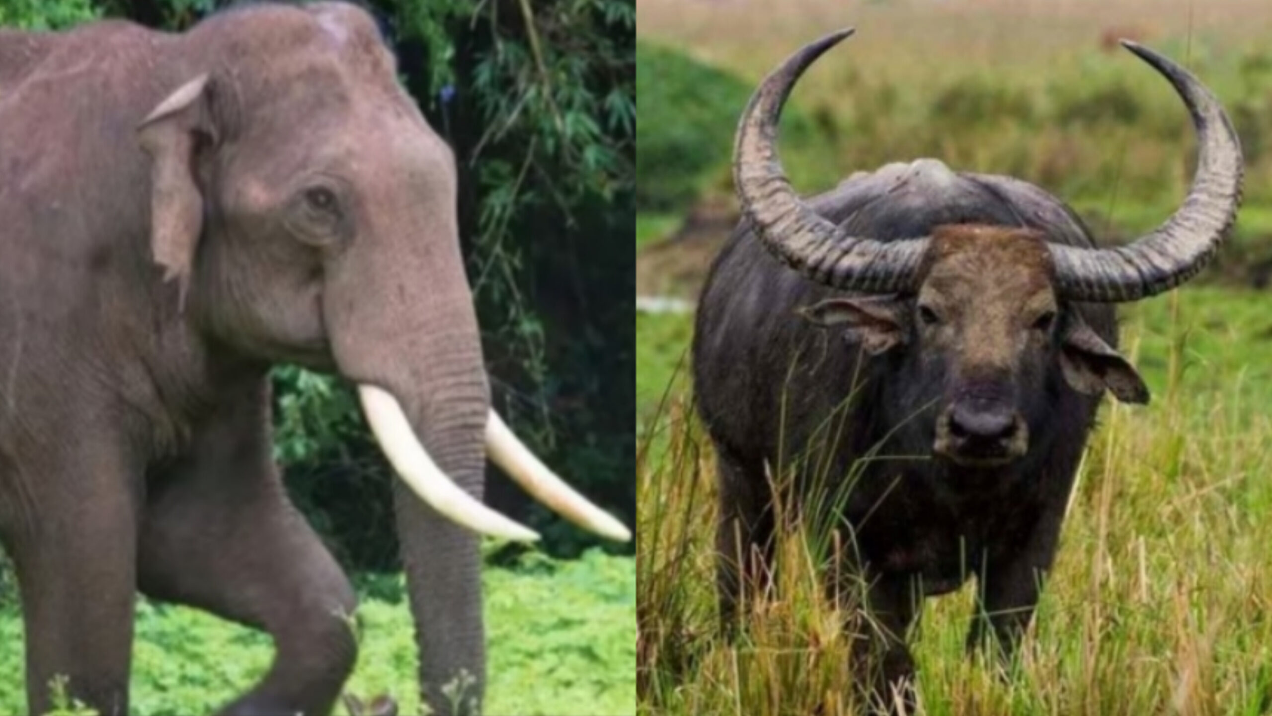 സംസ്ഥാനത്ത് വന്യജീവി ആക്രമണത്തില്‍; രണ്ട് പേര്‍ കൂടി മരിച്ചു