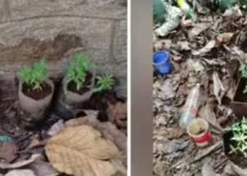 ഫോറസ്റ്റ് സ്റ്റേഷനിൽ കഞ്ചാവ് വളർത്തിയ സംഭവം; രണ്ട് ഉദ്യോഗസ്ഥർക്ക് സസ്പെൻഷൻ