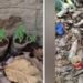 ഫോറസ്റ്റ് സ്റ്റേഷനിൽ കഞ്ചാവ് വളർത്തിയ സംഭവം; രണ്ട് ഉദ്യോഗസ്ഥർക്ക് സസ്പെൻഷൻ