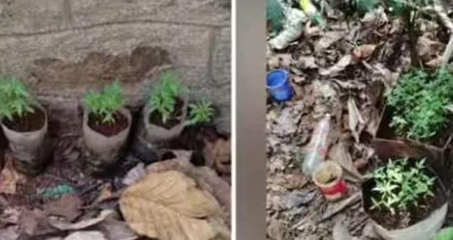 ഫോറസ്റ്റ് സ്റ്റേഷനിൽ കഞ്ചാവ് വളർത്തിയ സംഭവം; രണ്ട് ഉദ്യോഗസ്ഥർക്ക് സസ്പെൻഷൻ