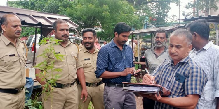 കോട്ടയം മെഡിക്കൽ കോളേജിന് മുൻ വശത്ത് നിന്നും കഞ്ചാവ് ചെടി പിടികൂടി