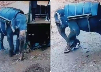 ആനസവാരി കേന്ദ്രത്തിലെ ആന പാപ്പാനെ ചവിട്ടി കൊന്ന സംഭവത്തിൽ: വനം വകുപ്പ് കേസെടുത്തു