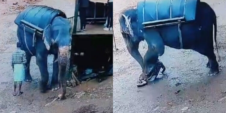 ആനസവാരി കേന്ദ്രത്തിലെ ആന പാപ്പാനെ ചവിട്ടി കൊന്ന സംഭവത്തിൽ: വനം വകുപ്പ് കേസെടുത്തു