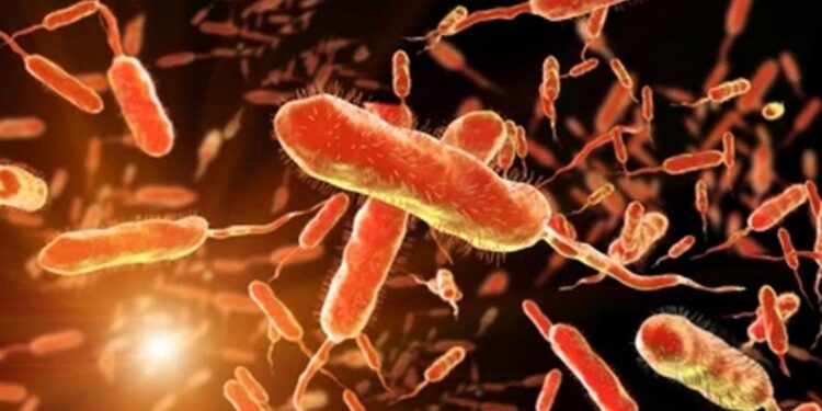 വയനാട്ടിൽ കോളറ ബാധിച്ച് യുവതി മരിച്ചു: 10 പേർ ചികിത്സയിൽ