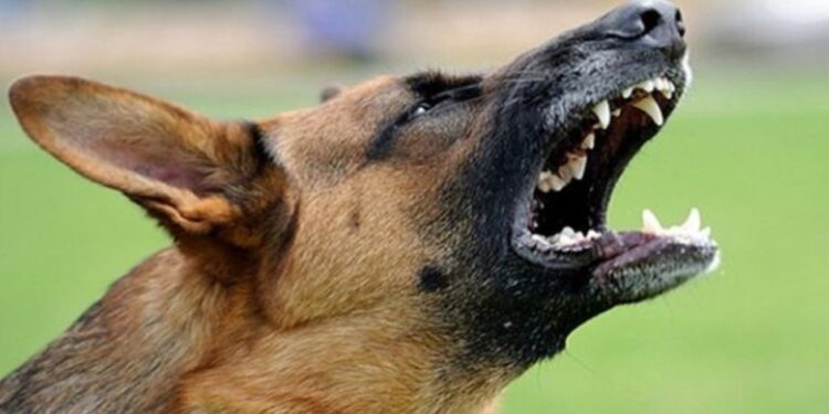 തിരുവനന്തപുരത്ത് തെരുവുനായ ആക്രമണത്തിൽ നിരവധി പേർക്ക് പരിക്ക്