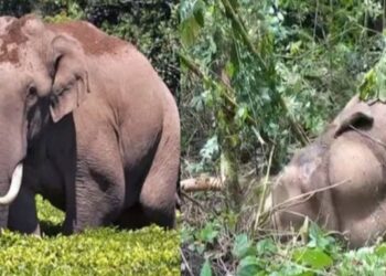ചക്കക്കൊമ്പനുമായി ഏറ്റുമുട്ടി പരിക്കേറ്റ മുറിവാലൻ കൊമ്പൻ ചെരിഞ്ഞു