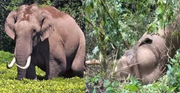 ചക്കക്കൊമ്പനുമായി ഏറ്റുമുട്ടി പരിക്കേറ്റ മുറിവാലൻ കൊമ്പൻ ചെരിഞ്ഞു