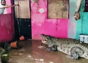 ഗുജറാത്തിൽ മൂന്ന് ദിവസത്തിനുള്ളിൽ ജനവാസ കേന്ദ്രങ്ങളിൽ നിന്ന് പിടികൂടിയത് 24 മുതലകളെ