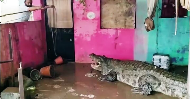ഗുജറാത്തിൽ മൂന്ന് ദിവസത്തിനുള്ളിൽ ജനവാസ കേന്ദ്രങ്ങളിൽ നിന്ന് പിടികൂടിയത് 24 മുതലകളെ