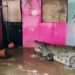 ഗുജറാത്തിൽ മൂന്ന് ദിവസത്തിനുള്ളിൽ ജനവാസ കേന്ദ്രങ്ങളിൽ നിന്ന് പിടികൂടിയത് 24 മുതലകളെ