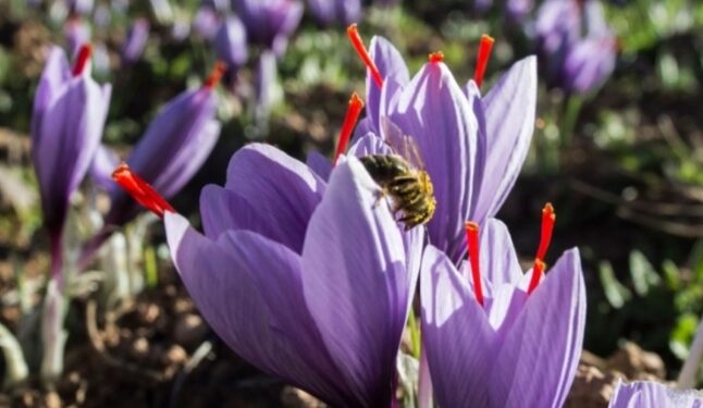 കുങ്കുമപ്പൂ കൃഷിയിലേക്ക്; സൗദി അറേബ്യ