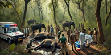 മധ്യപ്രദേശിലെ ബാന്ധവ്ഗഡ് കടുവാ സങ്കേതത്തിൽ: പത്ത് ആനകൾ ചരിഞ്ഞതായി പ്രാഥമിക റിപ്പോർട്ട്