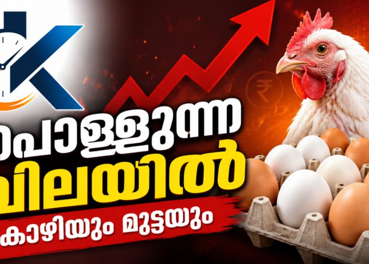 പൊള്ളുന്ന വിലയിൽ കോഴിയും മുട്ടയും; സംസ്ഥാനത്ത് കടുത്ത പ്രതിസന്ധിയിൽ കർഷകരും ഉപഭോക്താക്കളും!
